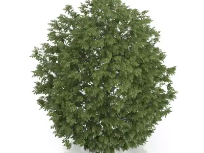 Hackberry Tree Prunus padus 3D model