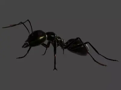 ANTS-002 Rigged Black Ant Low-poly 3D model
