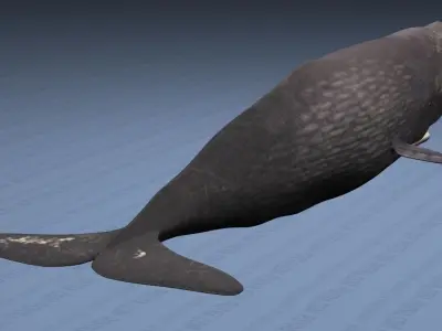 Sperm Whale - Physeter Macrocephalus - Adult Male - Textured -  3D model
