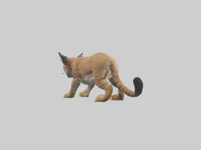 Bobcat hunting model 3D model