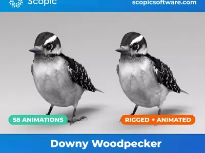 3D Bird Pack Downy Woodpecker Male and Female Low-poly 3D model