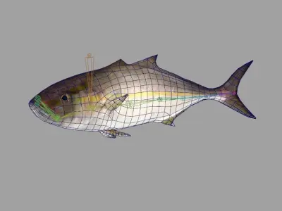 Amberjack Realistic Animated Low-poly 3D model