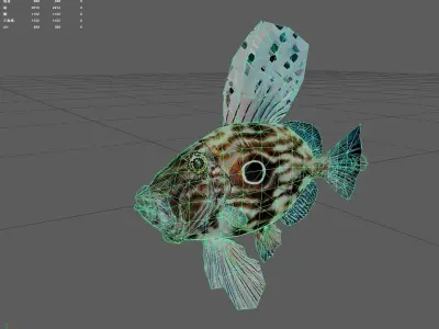 Dory fish Low-poly 3D model