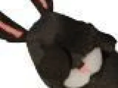 Thinking Bunny Free low-poly 3D model