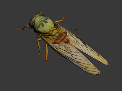 insect 3D model