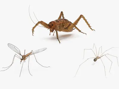 Rigged Insects Collection 3D model
