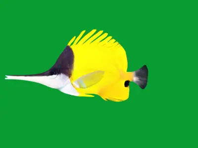 Longnose Butterflyfish Low-poly 3D model