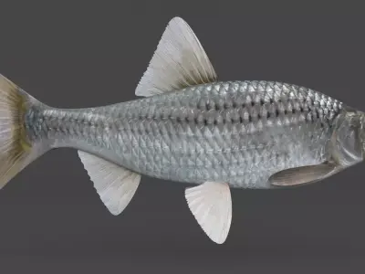 Fish Vobla 3D model