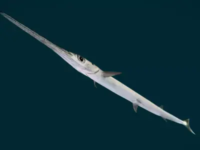Realistic Needlefish Animated 3D model