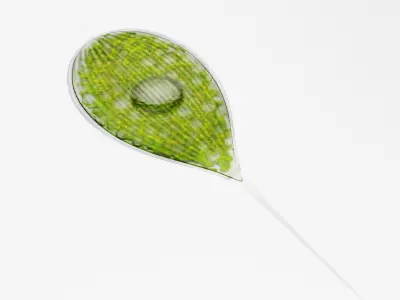 Phacus Low-poly 3D model