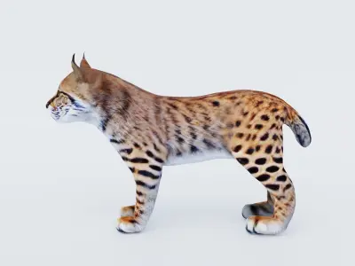 Lynx Animal Free 3D model