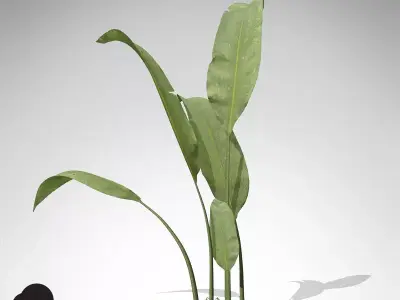 XfrogPlants Macrotaeniopteris 3D model