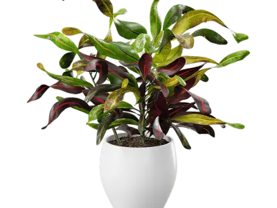  Mammy Croton Plant Potted Plant Model 