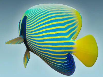 Anglefish 13 3D model