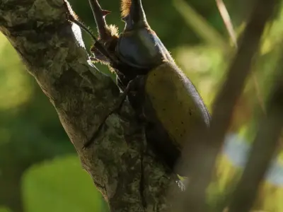 Hercules Beetle Low-poly 3D model