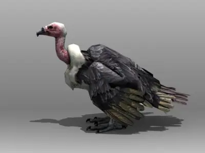 Vulture turkey Low-poly 3D model
