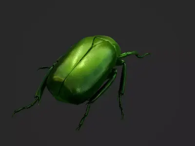 Green Scarab Beetle Green Chafer Mimela splendens gyllenhaal  Low-poly 3D model