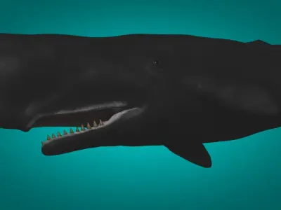 Cachalot  Low-poly 3D model