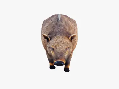 Boar Animal Free 3D model