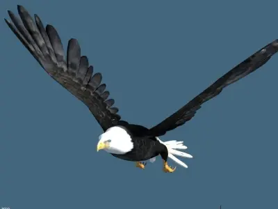 bald eagle animated 3D model