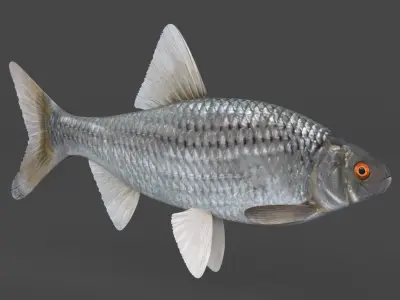 Fish Vobla 3D model