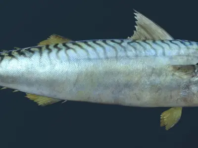 Mackerel fish in ocean Low-poly 3D model