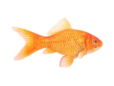 Goldfish 3D model