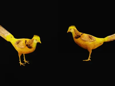 Chinese Golden Pheasant Bird Low-poly 3D model