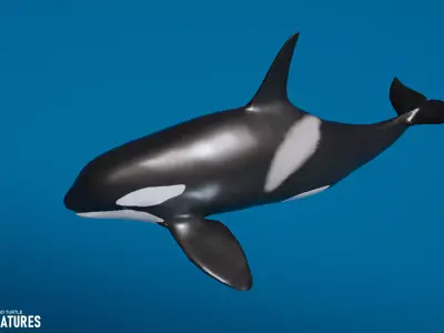 Sea Creatures - Shark dolphin stingray and turtle 3D model