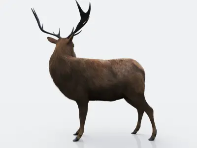 The Forest Deer Low-poly 3D model