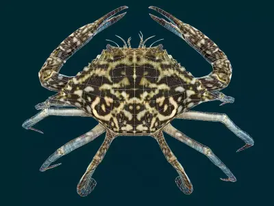 Swimmer Crab Animated Low-poly 3D model