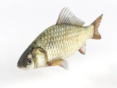 Fish Crucian Carp 3D model