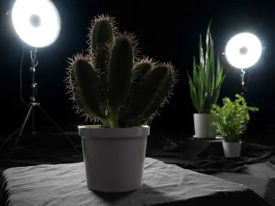  Generic Cactus Plant Model 