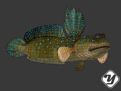 BBoleophthalmus Pectinirostris 3d Model Low-poly 3D model