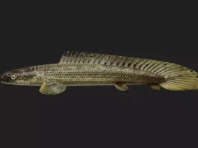 Bichir Low-poly 3D model
