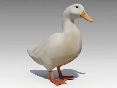 Duck Animated Low-poly 3D model