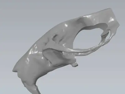 MakeIT  Rat Skull 3D Model  3D model