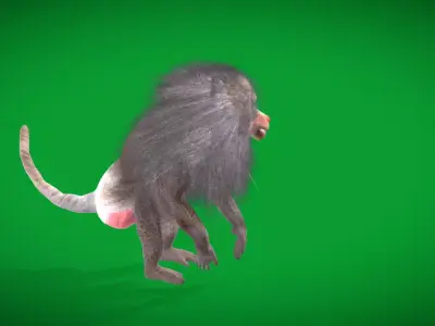 Hamadryas Baboon Monkey Free 3D model