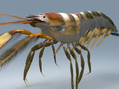 Alpheidae Pistol Shrimp Low-poly 3D model