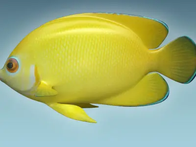 Angle Fish 17 3D model