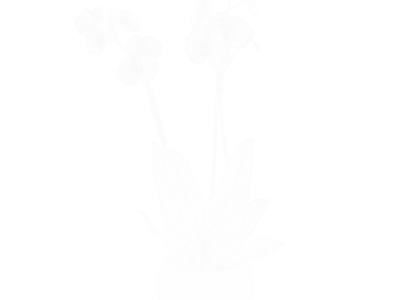  Orchid Plant Model, Purple 