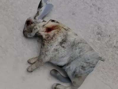 Dead rabbit Low-poly 3D model