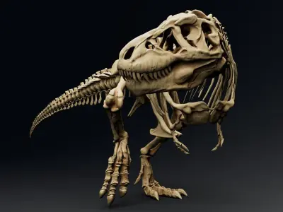 Dinosaur Tyrannosaurus Rex Sue Skeleton -UnrealEngine and Unity  Low-poly 3D model