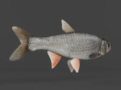 Fish Dace 3D model
