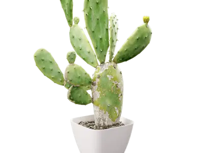  Imperfect Prickly Pear Cactus Potted Plant Model 