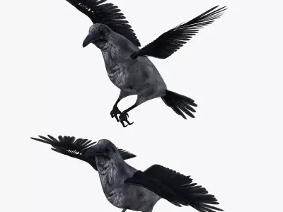 Raven bird rigged 3d model Low-poly 3D model