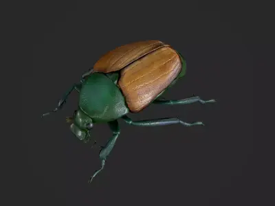 Beetle Chafer Popillia quadriguttata Low-poly 3D model