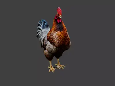 Chicken Animal Low-poly 3D model
