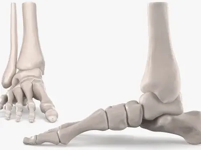 Human Foot Skeleton Model 3D model