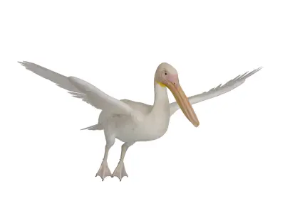 Pelican Bird Low-poly 3D model